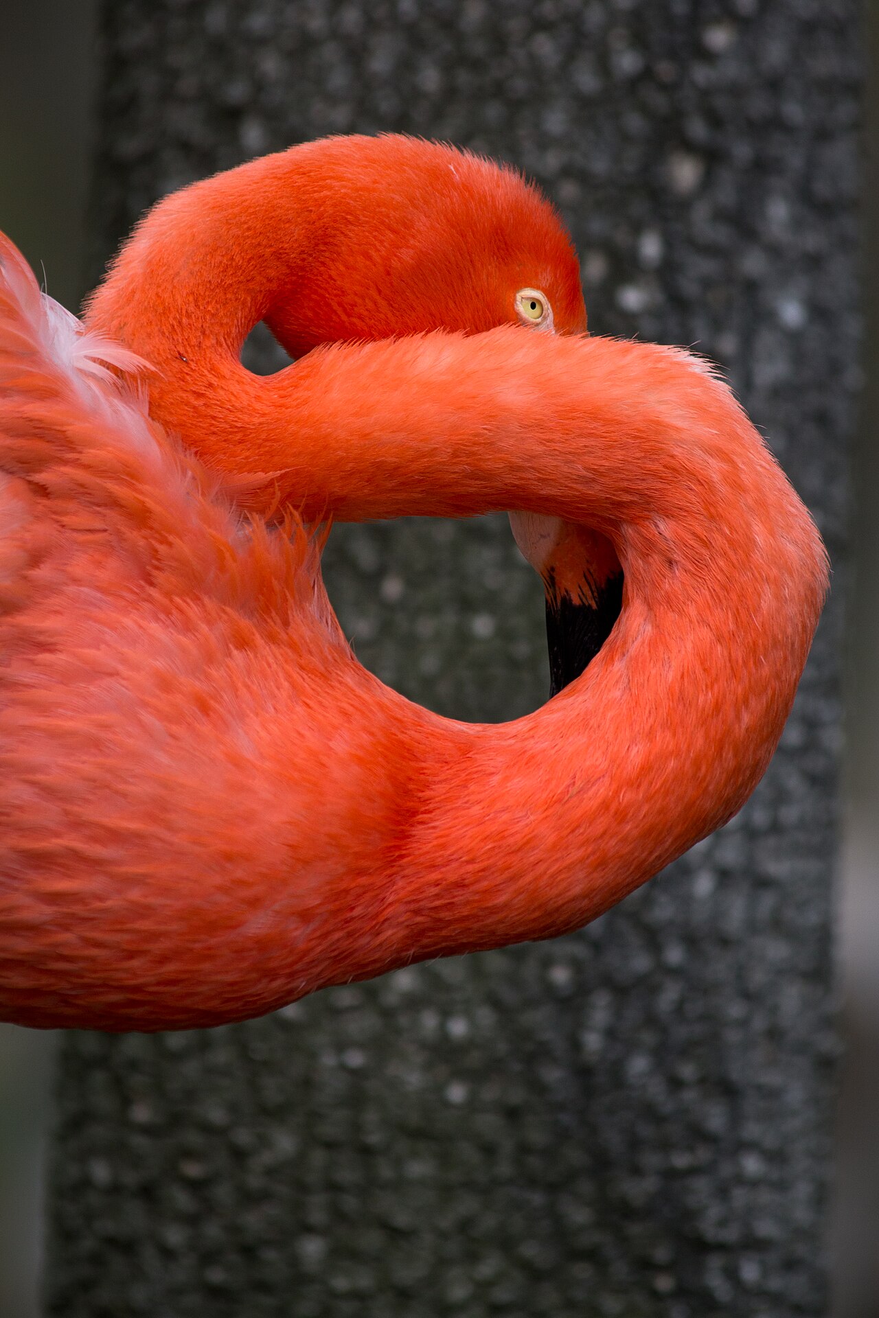 Do Flamingos Really Perform Group Displays?
