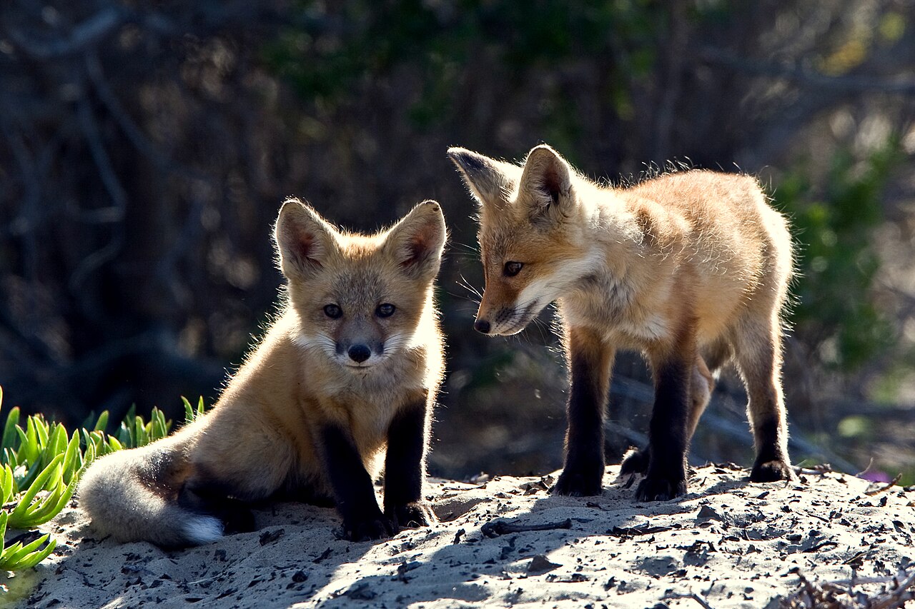 What Is a Leash of Foxes?