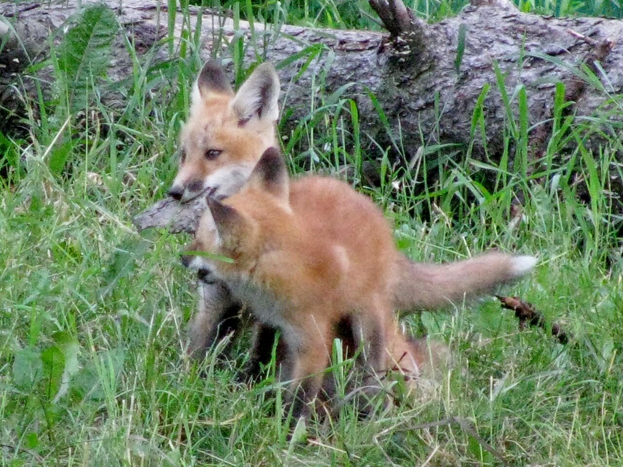 What Is a Group of Baby Foxes Called?