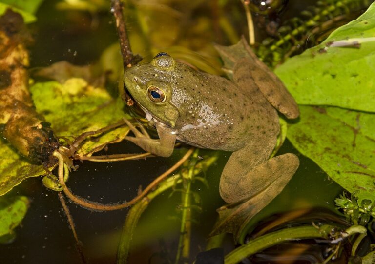 What Is a Group of Frogs Called? Army, Chorus, and Knot