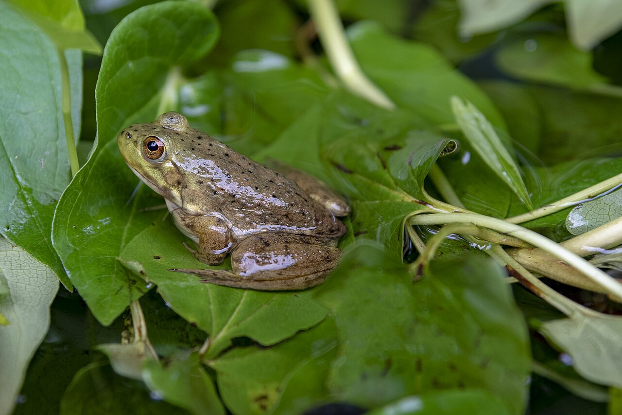What Is a Chorus of Frogs?