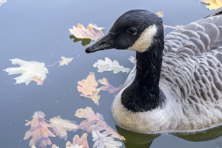 What Is a Group of Geese Called? Gaggle and Skein Explained