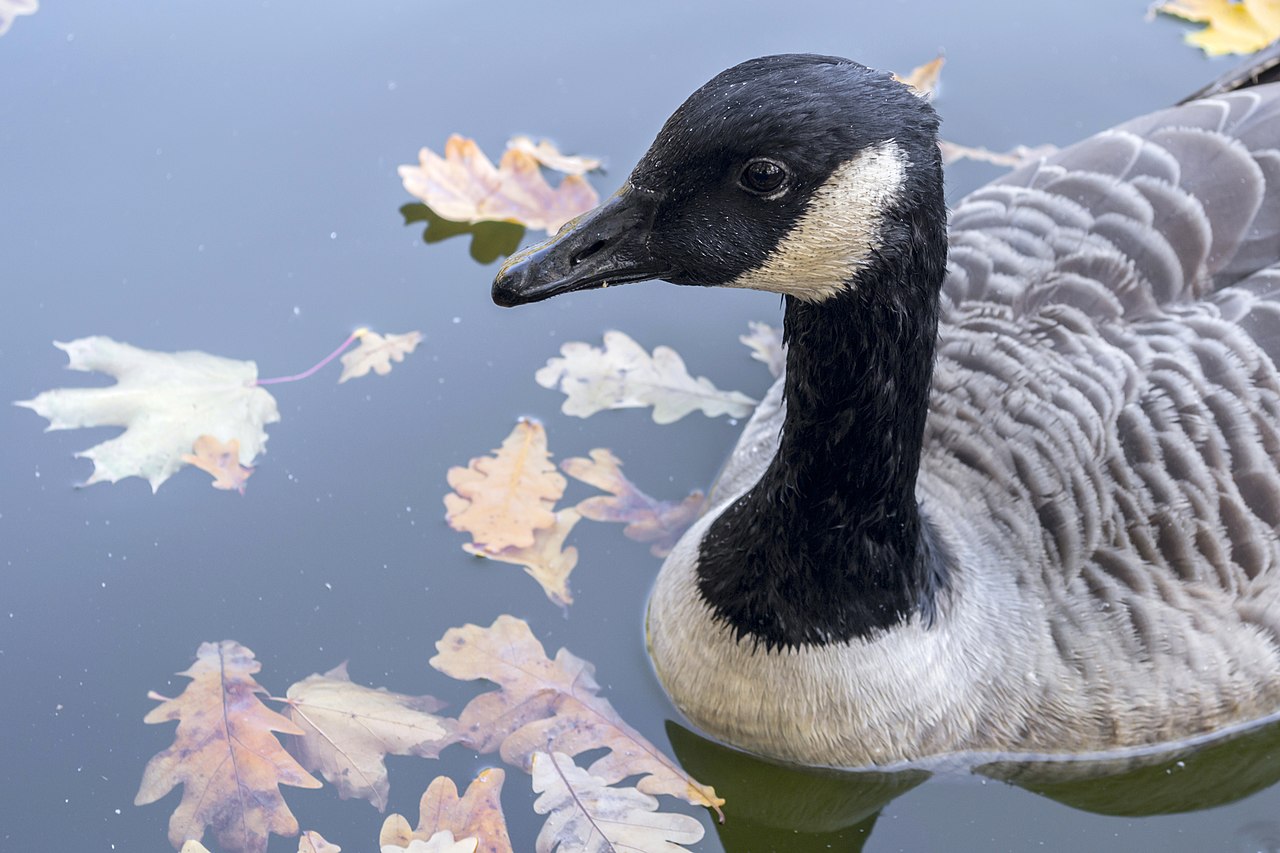 What Is a Group of Geese Called? Gaggle and Skein Explained
