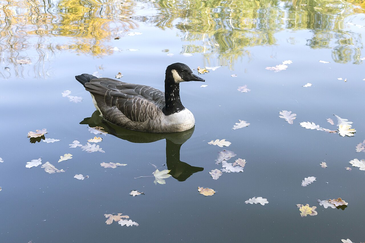 What Is a Skein of Geese?