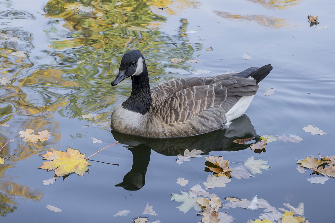 Why Do Geese Fly in a V Formation?