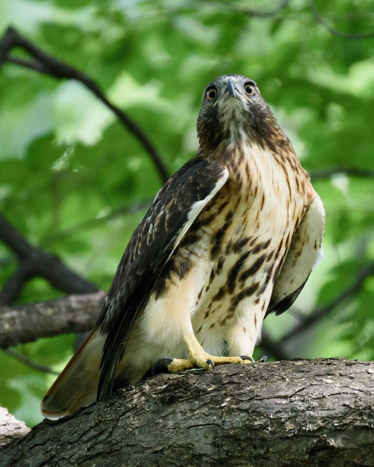 What Is a Group of Hawks Called? Kettle, Cast, and Boil