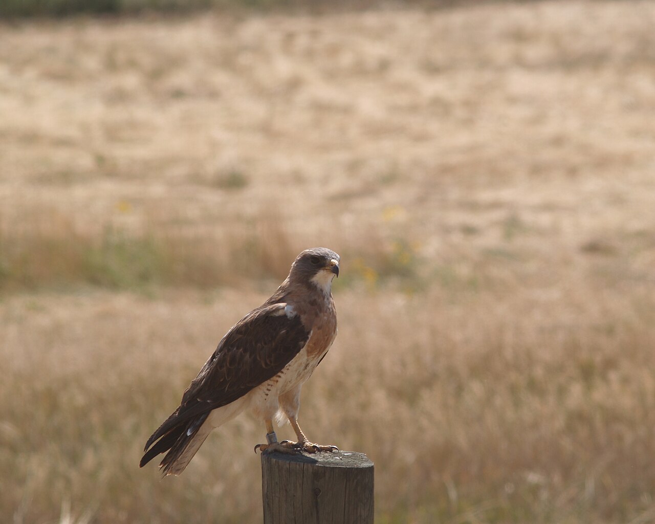 What Is a Thermal and Why Do Hawks Use Them?