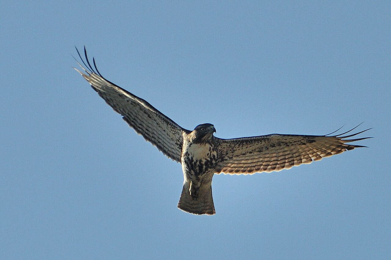 What Is a Group of Baby Hawks Called?