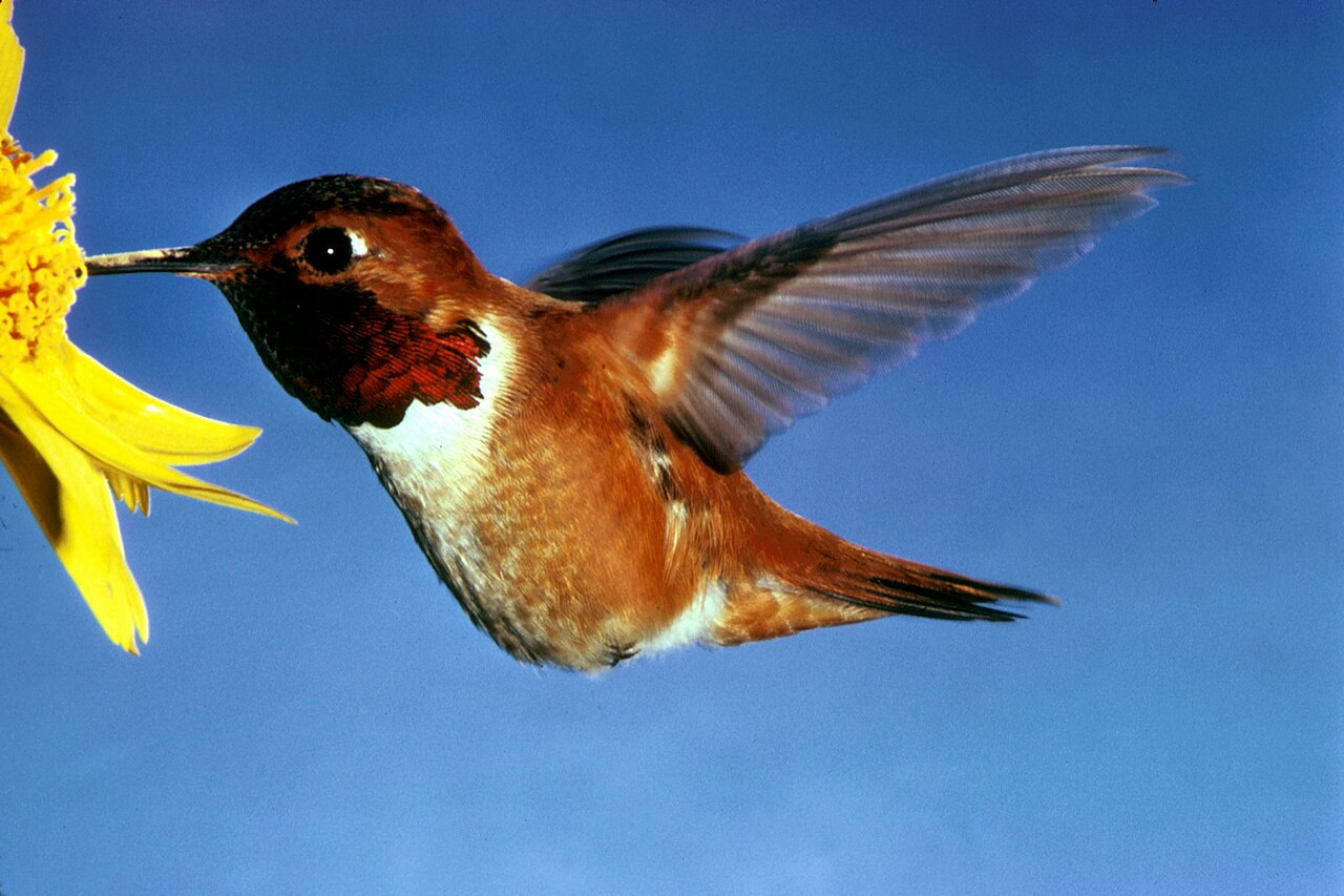 Do Hummingbirds Flock?
