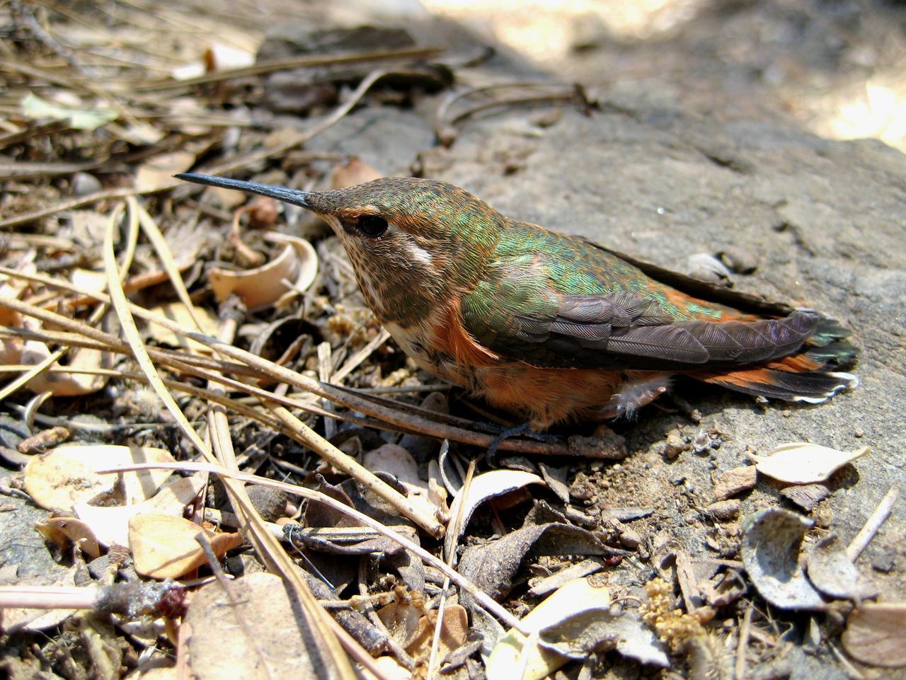 What Does It Mean When You See a Lot of Hummingbirds?