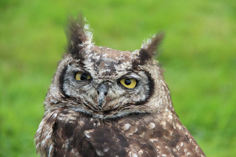 What Is a Group of Owls Called? Parliament and Its Origins