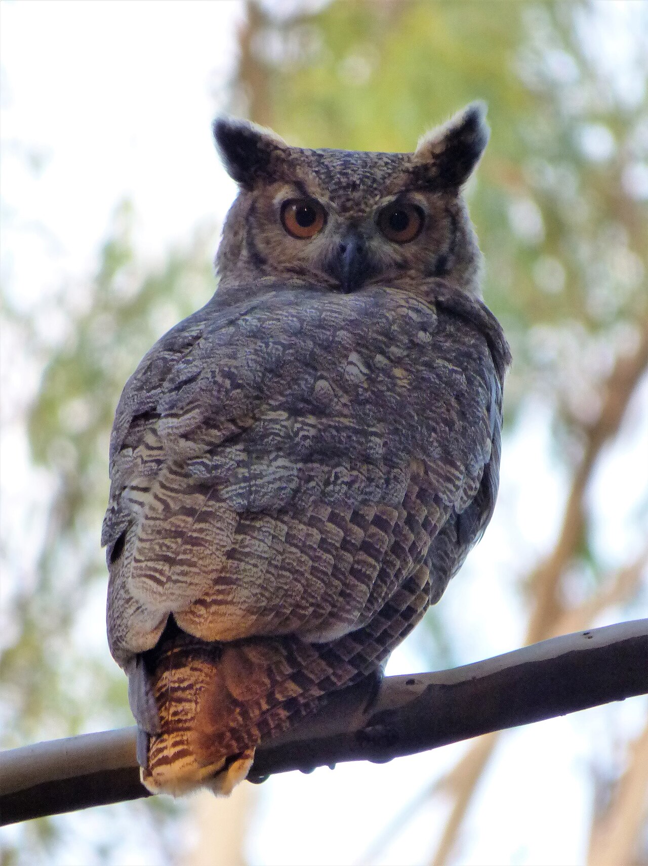 Do Owls Actually Live in Groups?