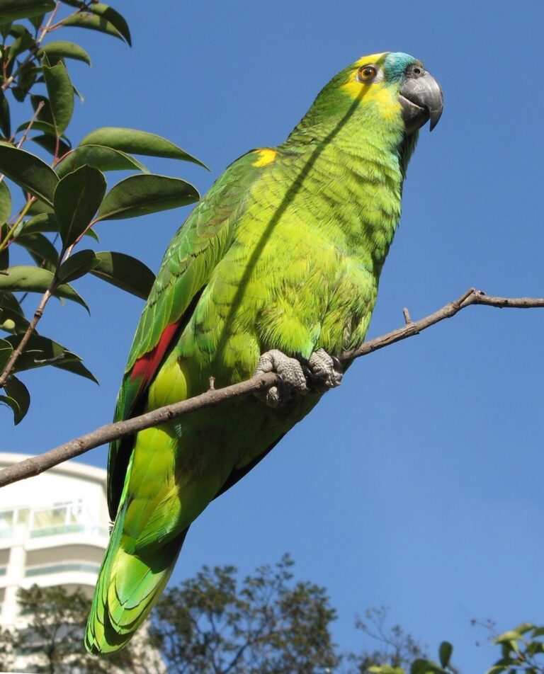 What Is a Group of Parrots Called? Pandemonium and More