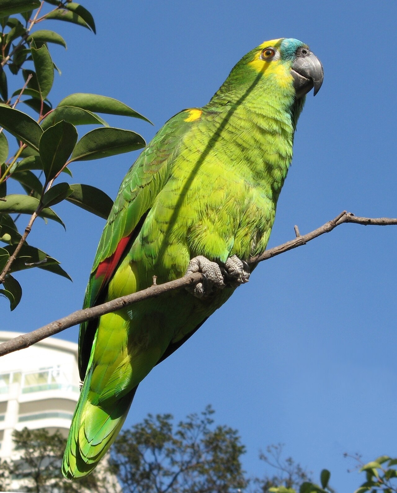What Is a Group of Parrots Called? Pandemonium and More