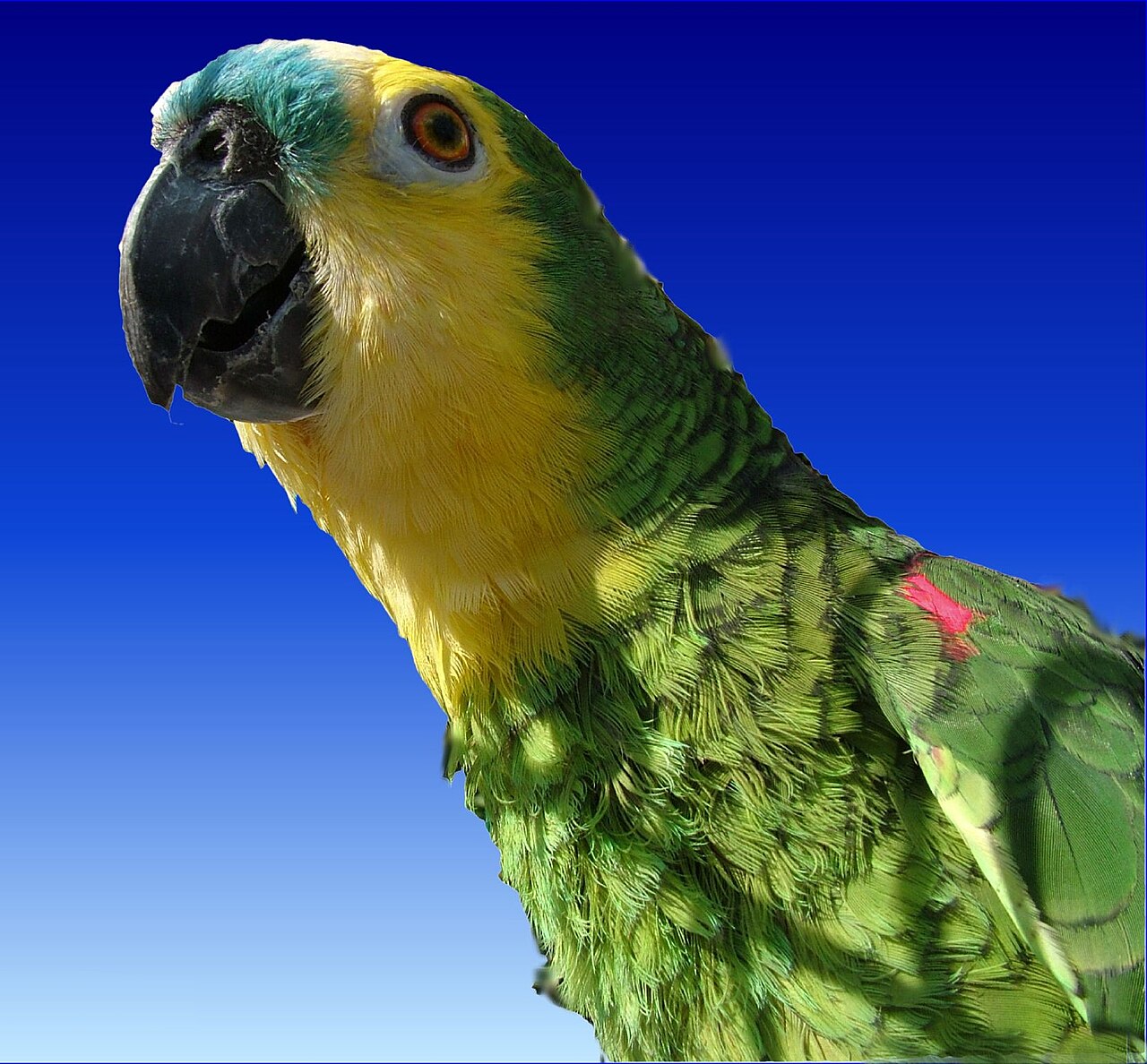 Do Parrots Actually Flock?