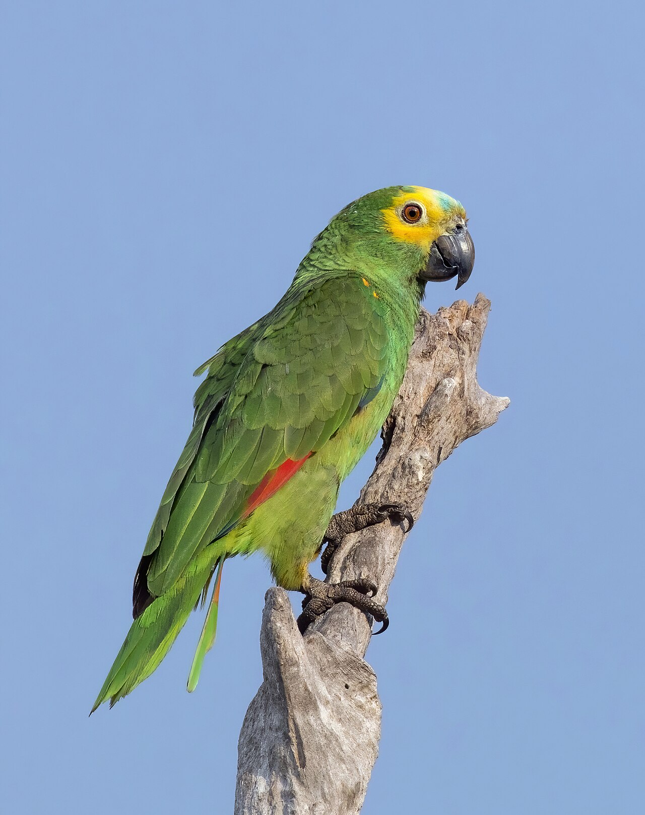 What Is a Flock of Parakeets Called?