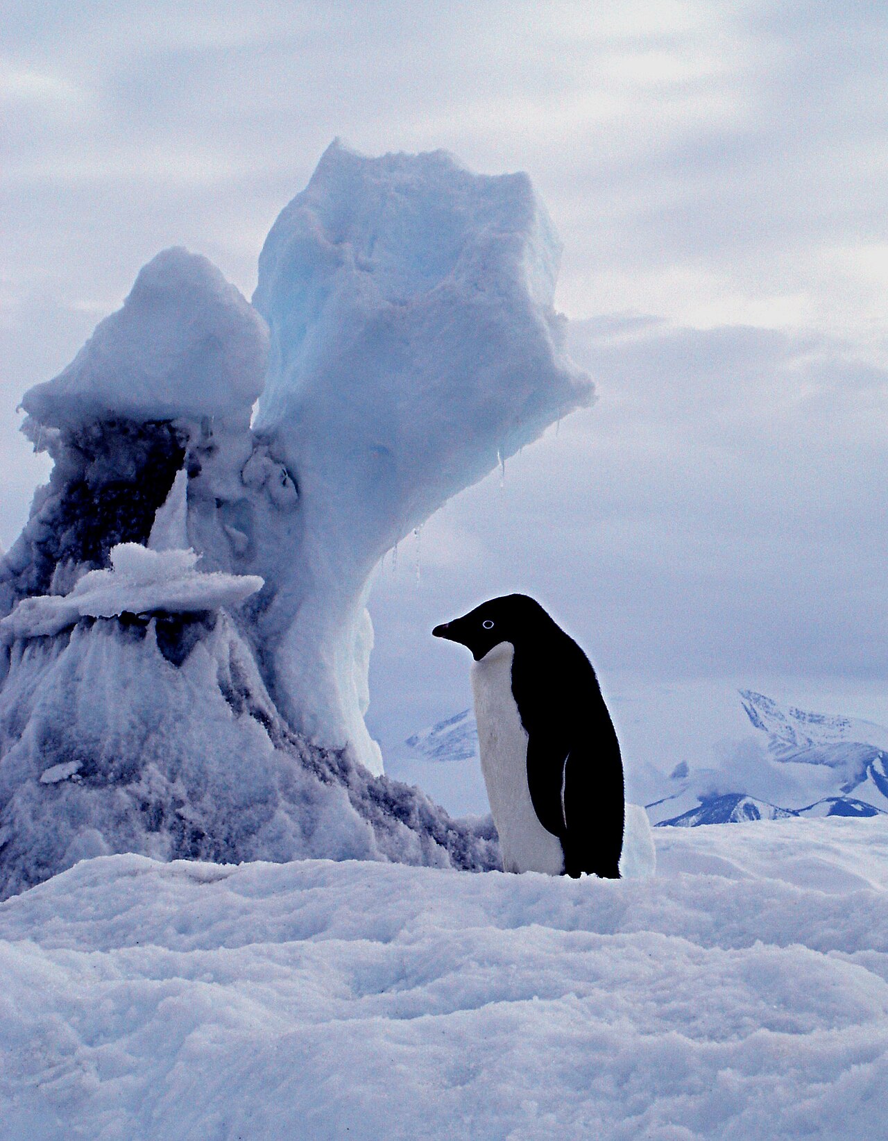 What Is a Group of Penguins Called? Waddle, Raft, and Colony