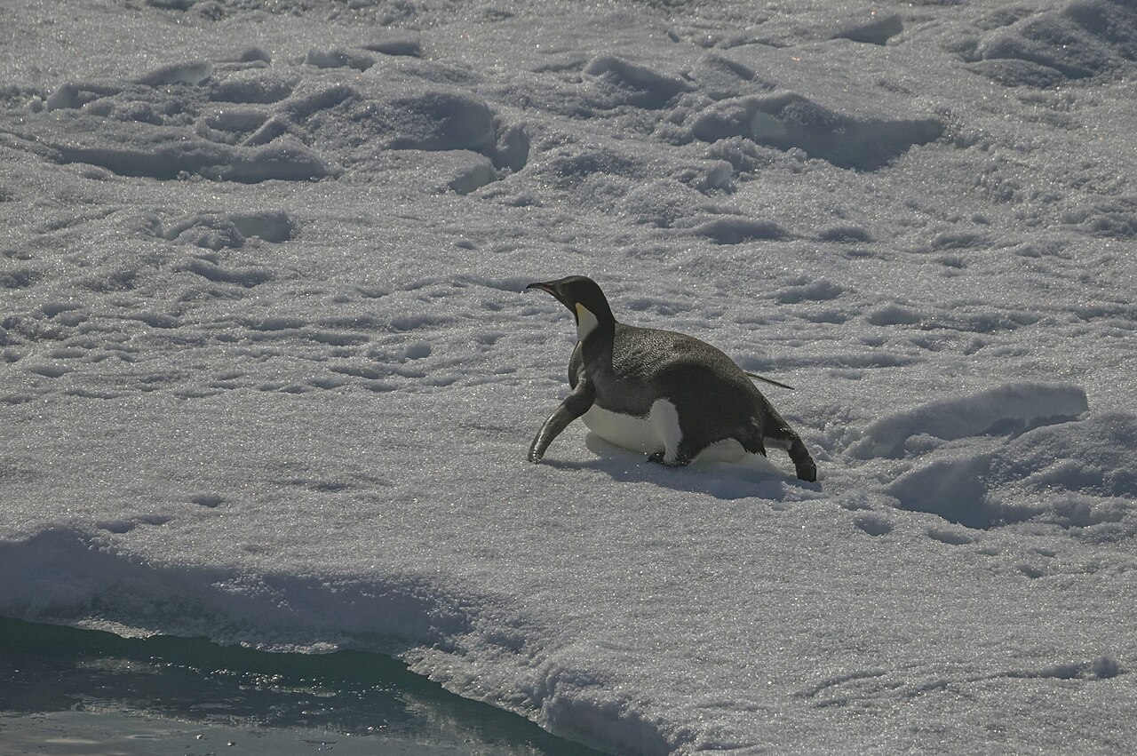 What Is a Raft of Penguins?