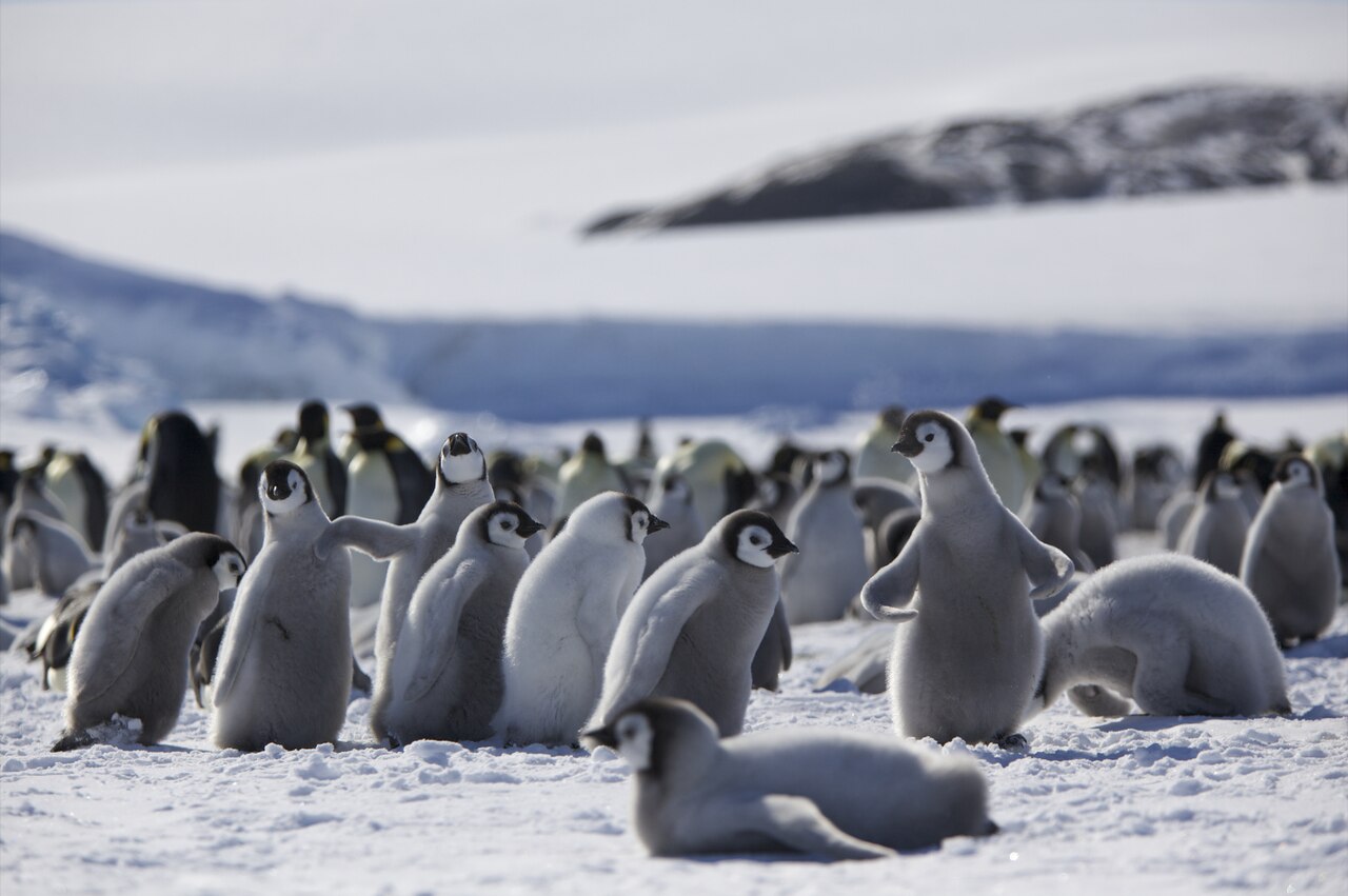 What Is a Group of Baby Penguins Called?