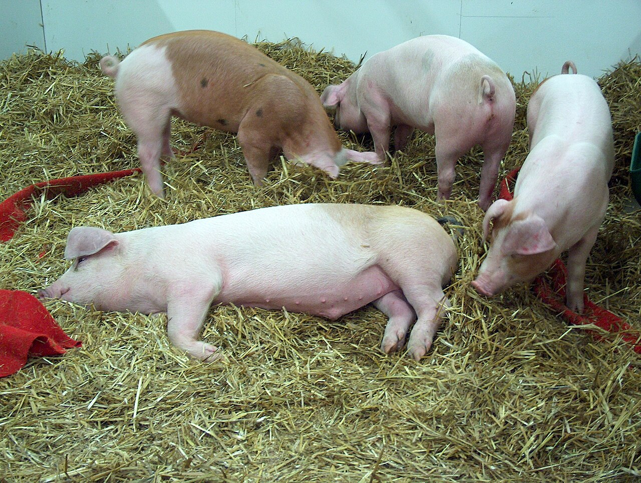 What Is a Group of Pigs Called? Drift, Drove, and Sounder