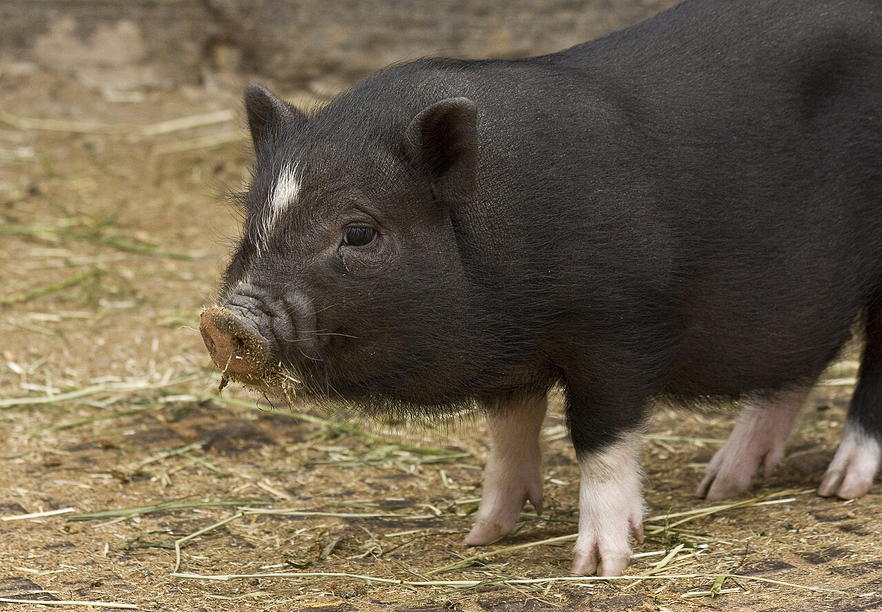 What Is a Drift or Drove of Pigs?