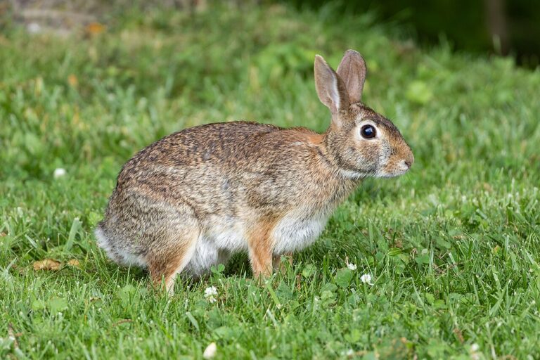 What Is a Group of Rabbits Called? Colony, Warren, and Fluffle