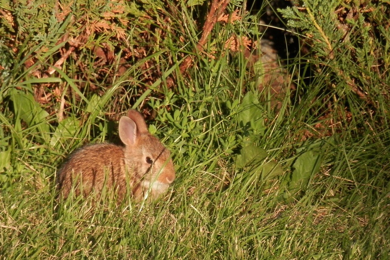What Is a Group of Baby Rabbits Called?