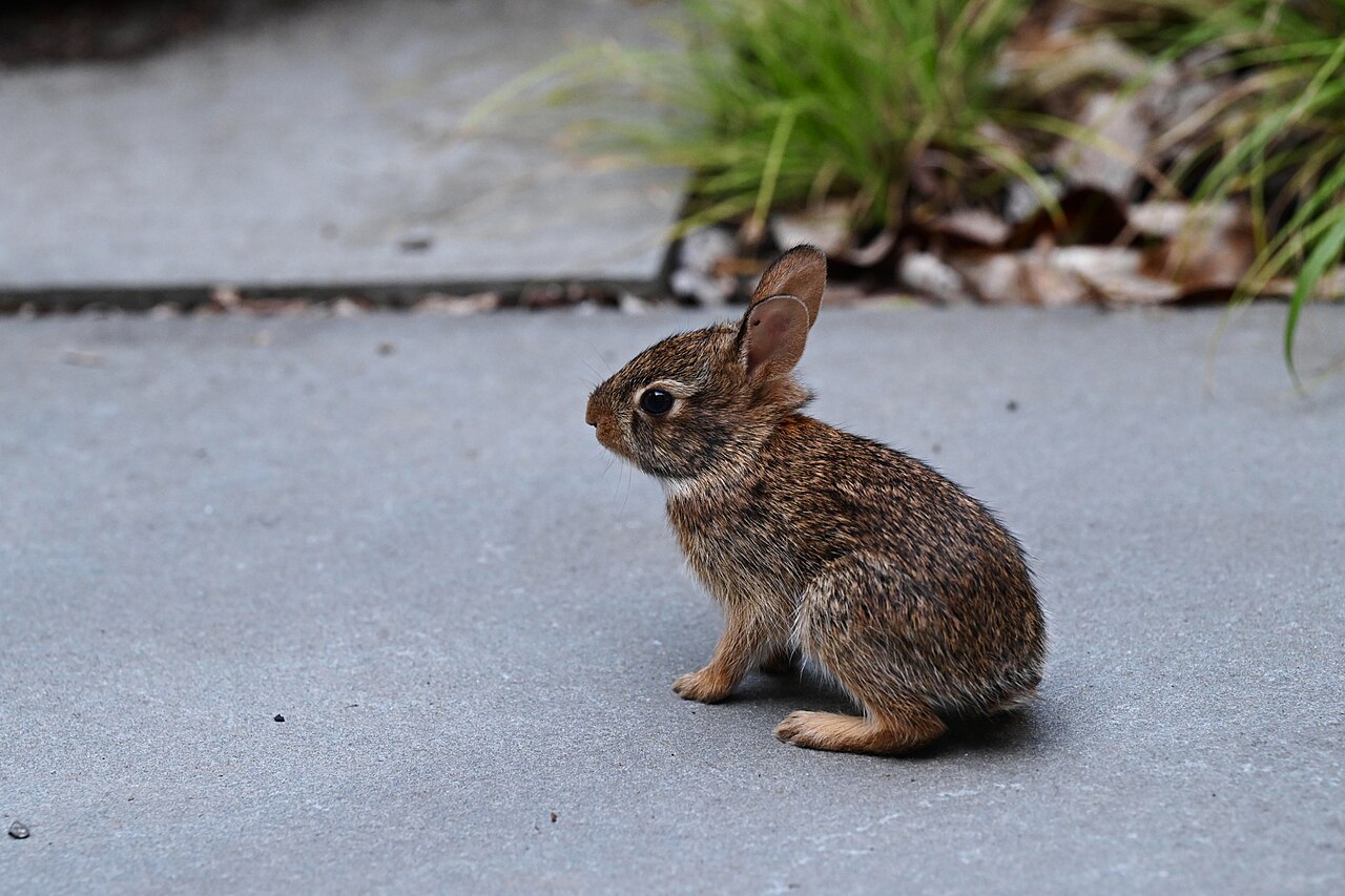 Archaic Collective Nouns for Rabbits