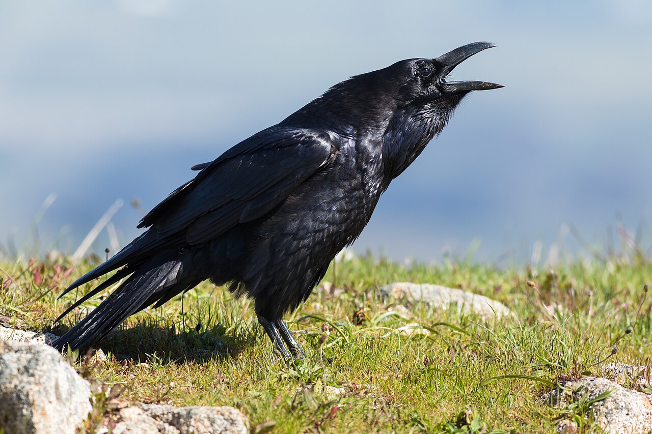 Why Is a Group of Ravens Called a Conspiracy?