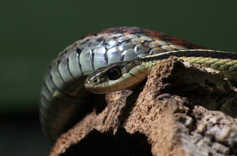 What Is a Group of Snakes Called? Den, Nest, and Pit