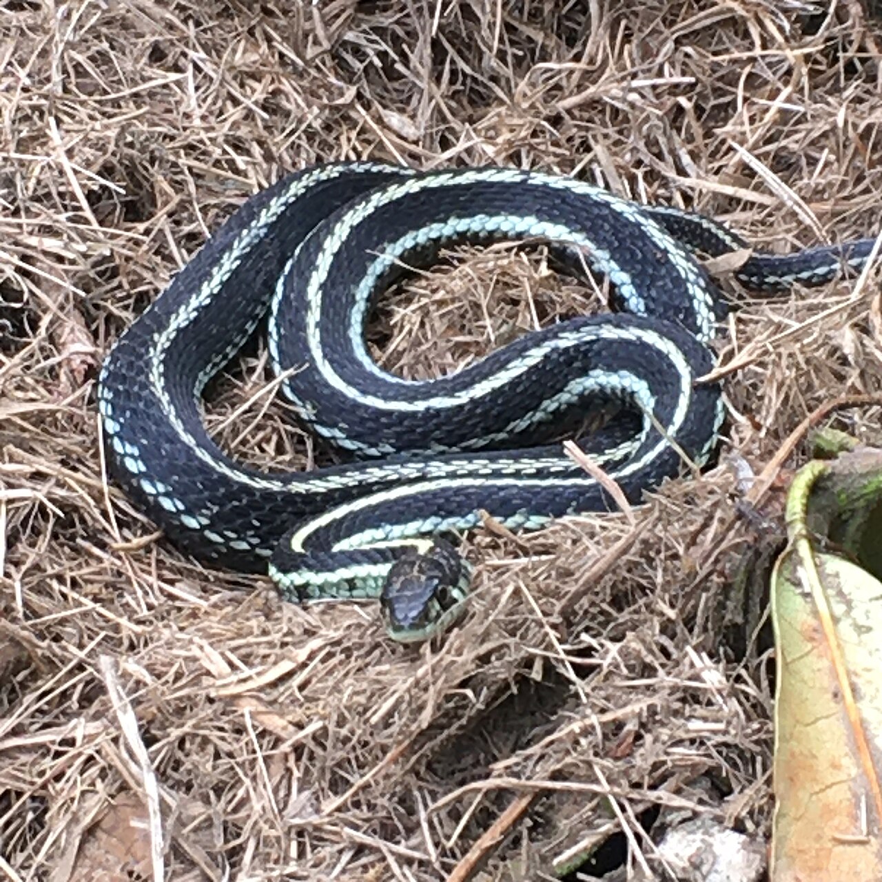 What Is a Snake Den or Hibernaculum?