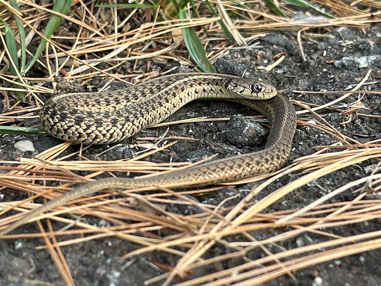 What Is a Breeding Ball of Snakes?