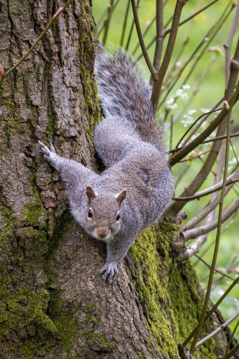 What Is a Group of Squirrels Called? Scurry and Dray