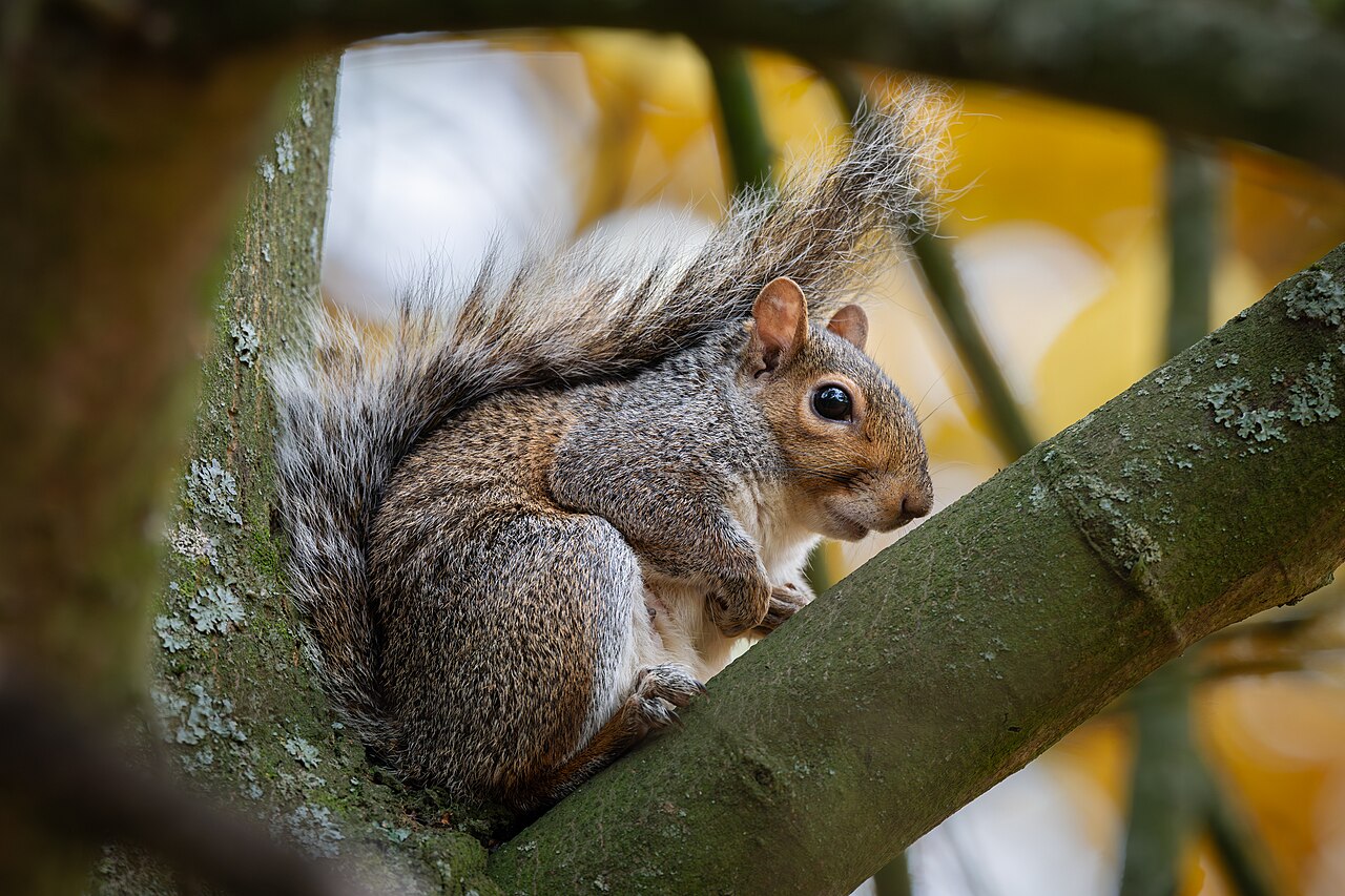 What Is a Dray of Squirrels?