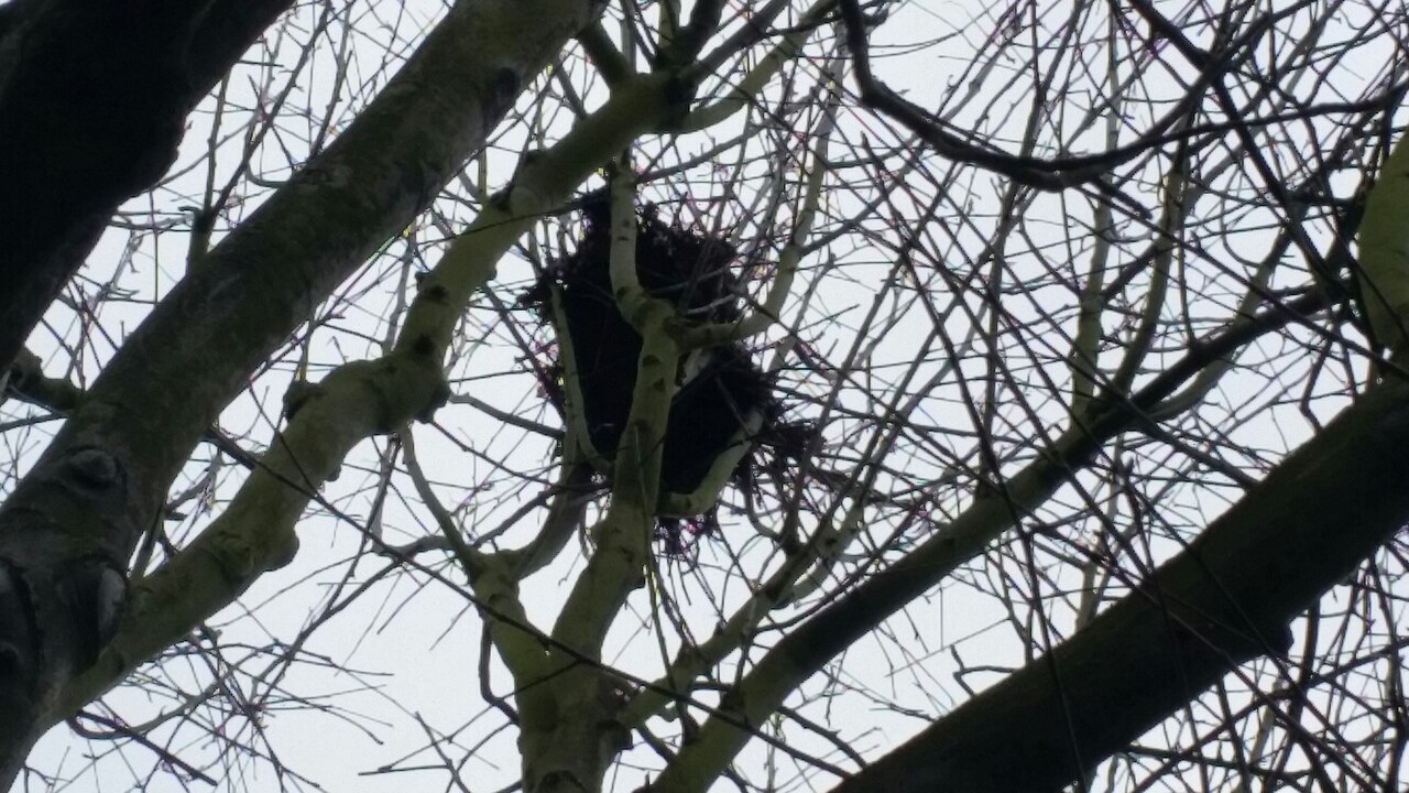 Do Squirrels Share Nests in Winter?