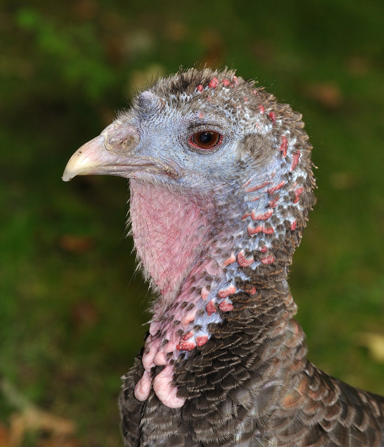 What Is a Group of Turkeys Called? Rafter, Flock, and Gang Explained