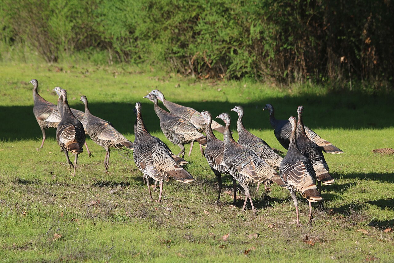 Is a Group of Turkeys Called a Flock?