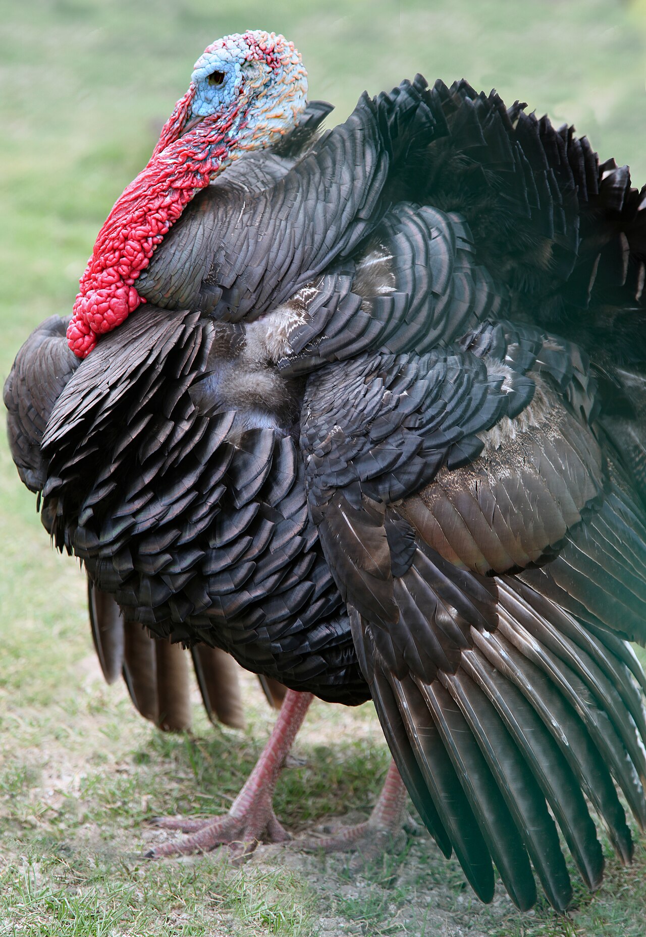Collective Nouns for Turkeys Compared With Other Birds