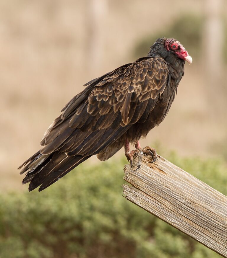 What Is a Group of Vultures Called? Kettle, Committee, Wake