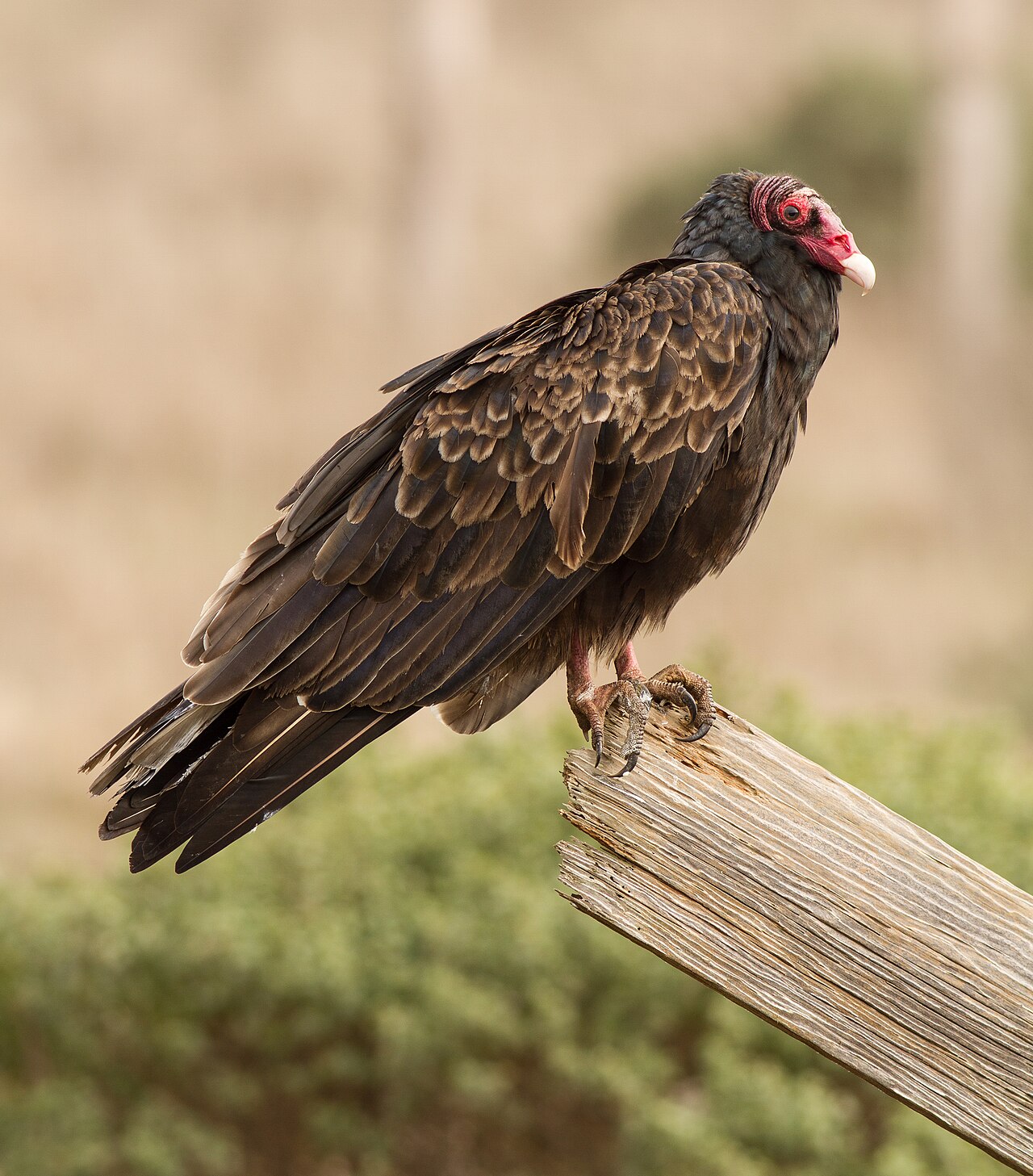 What Is a Group of Vultures Called? Kettle, Committee, Wake