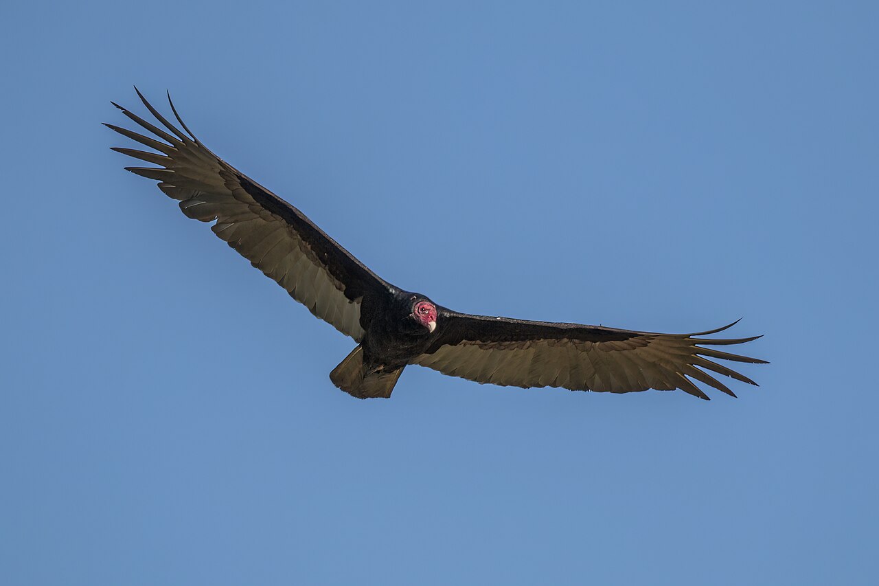 What Is a Committee of Vultures?