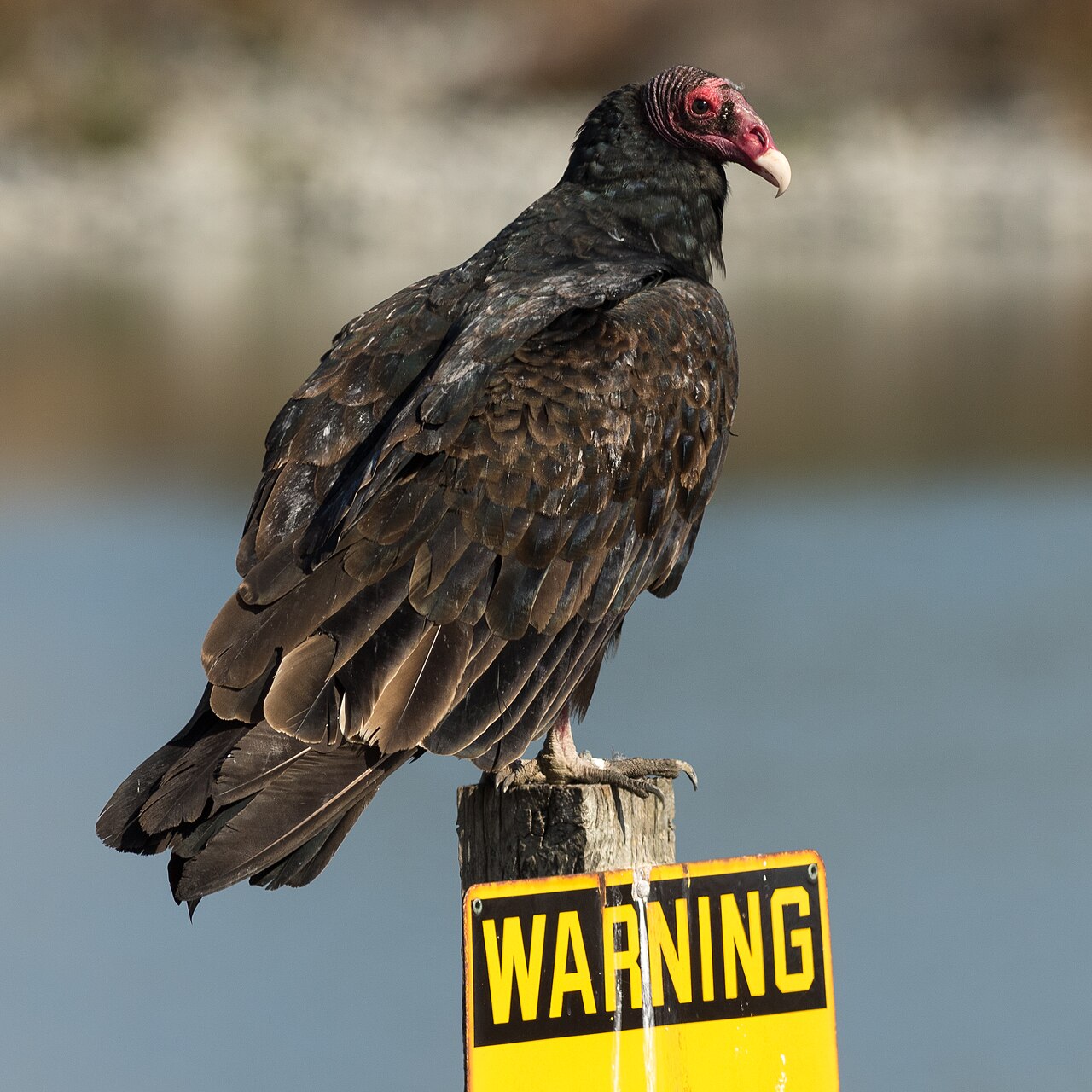 What Is a Wake of Vultures?
