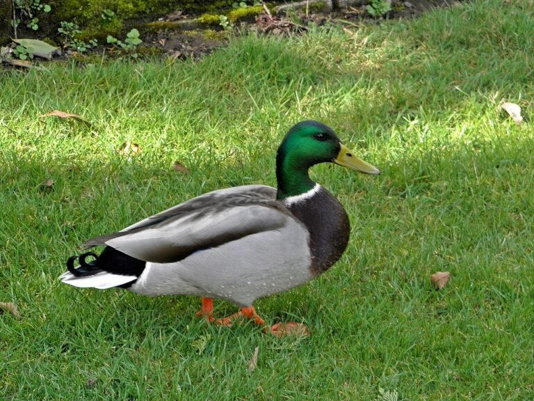 What Is a Male Duck Called? Drake, Hen, and Duckling