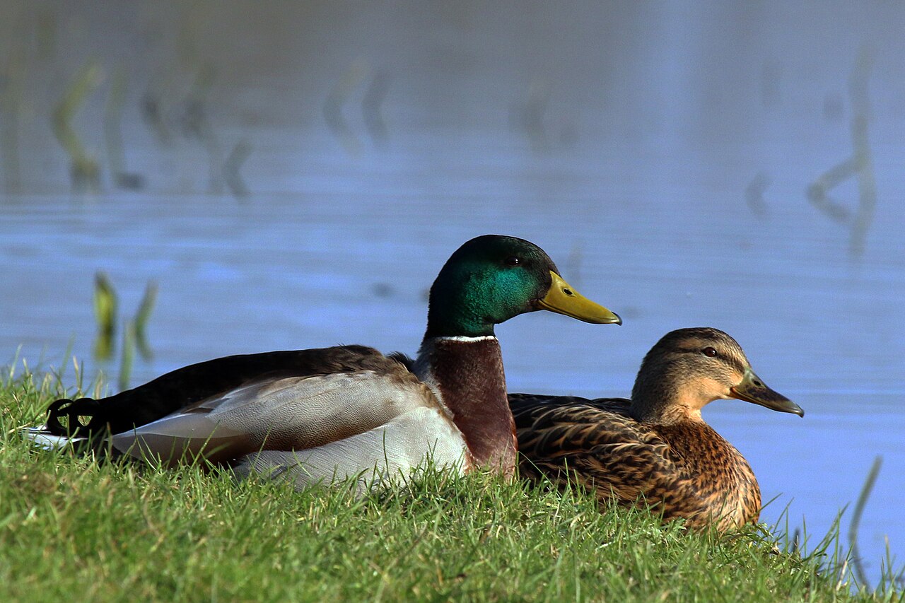Is a Male Duck a Drake or a Mallard?