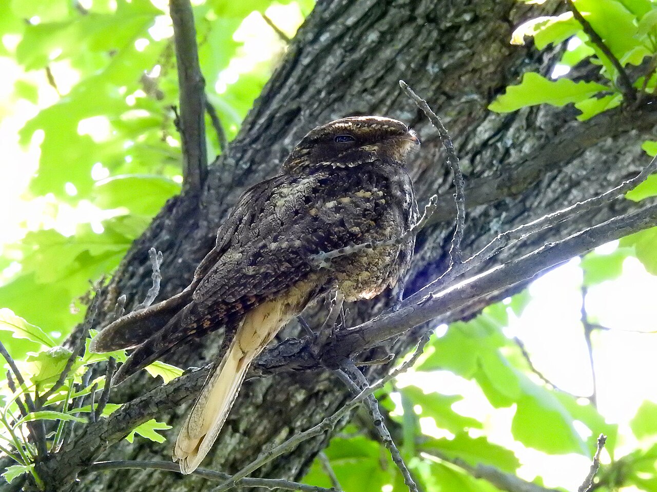 Birds Mistaken for a Whip-poor-will