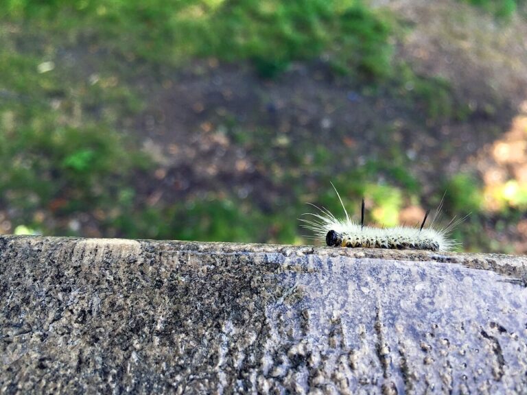 White Caterpillar: Identification, Rash Risk, and What They Become