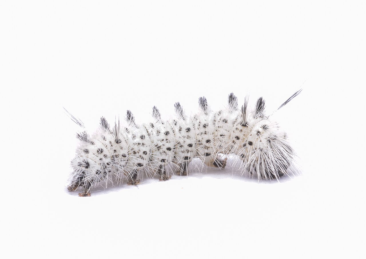Hickory Tussock Caterpillar: The Most Reported White Caterpillar