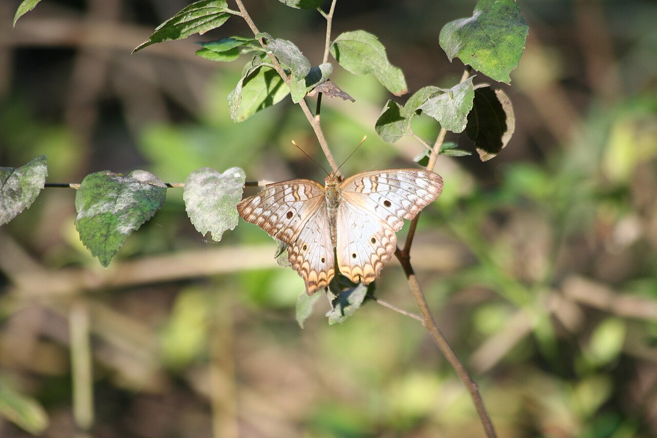 White Peacock Butterfly: ID, Range, and Host Plants