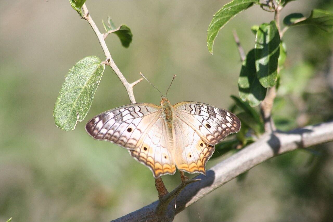Is It Related to the European Peacock Butterfly?