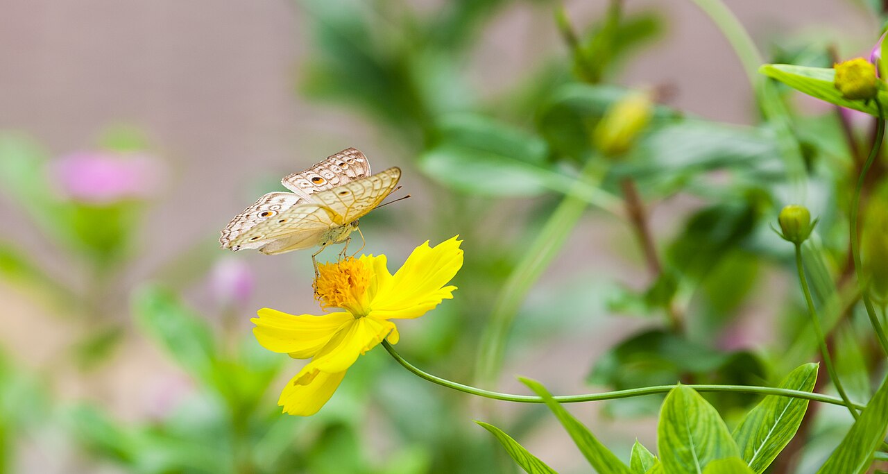 What Is the Host Plant for the White Peacock?